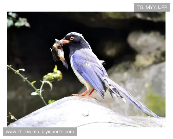 羽毛球头部红色